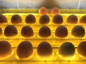 Все про инкубатор для яиц: как устроен и работает, его виды
