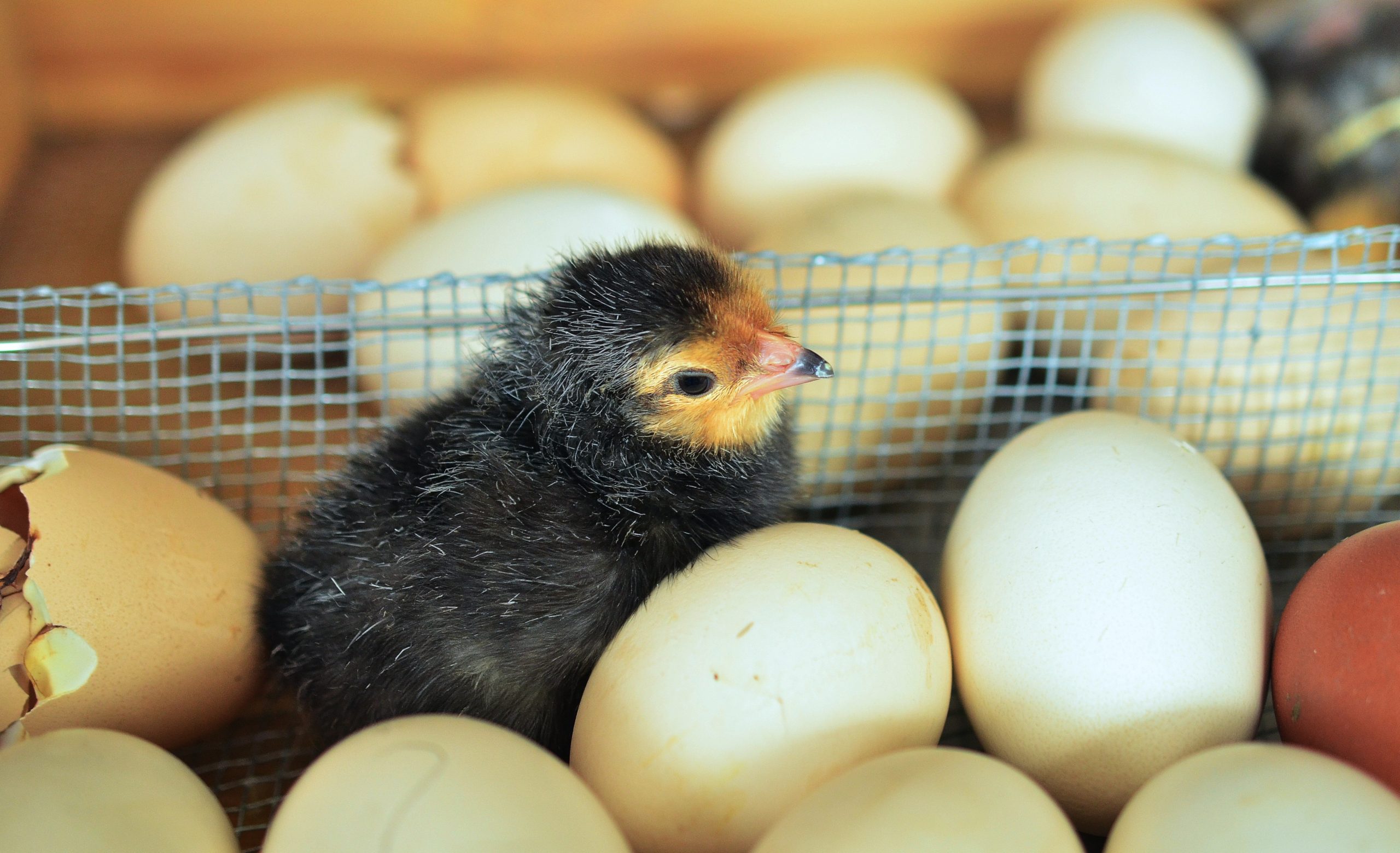 Все про инкубатор для яиц: как устроен и работает, его виды